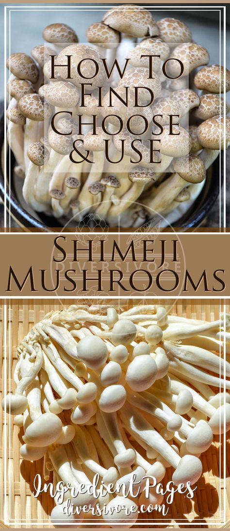 Shimeji Mushroom, Mushroom Sauce Recipe, Roasted Radishes, Mushroom Dish, Little Mushroom, Canadian Food, Japanese Recipes, Mood Food, Culinary Skills