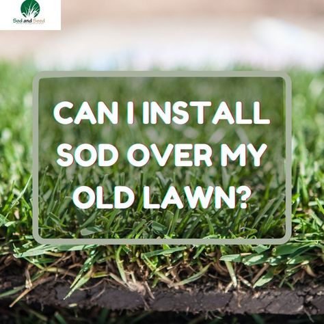 Sod Installation, Lawn Alternatives, Dog Urine, Common Questions, Staying Alive, How To Dry Basil, The Old, Soil, Lawn