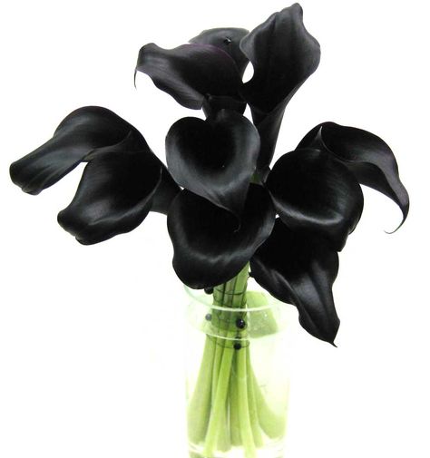 Bridesmaid's bouquet of ours with "Schwarzwalder" calla lilies tied with black beaded wire. Black Calla Lilly, Black Calla Lily Bouquet, Black Star Calla Lily, Calla Lily Black, Dark Purple Calla Lilies, Calla Lily Black And White, Black Calla Lily, Calla Lily Bouquet, Lily Bouquet