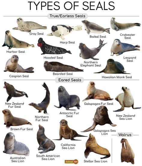 Leopard Seal, Types Of Sharks, Fur Seal, Elephant Seal, Cute Seals, Types Of Animals, Marine Mammals, Marine Biology, Animal Facts