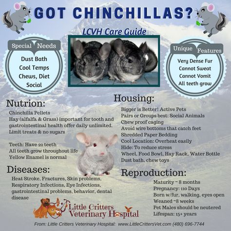 Cute Chinchilla Cage Ideas, Diy Chinchilla Cage, Chinchilla Cage Ideas Diy, Chinchilla Care Guide, Chinchilla Cage Ideas, Chinchilla Care Tips, Chinchilla Diet, Chinchilla Tips, Chinchilla Play Area