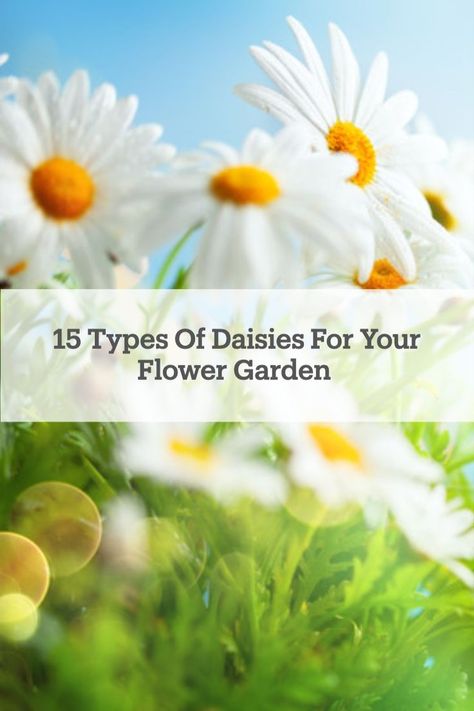 Daisies are cheerful, vibrant, and come in many colors. That's why we found 15 types of #daisies that will look perfect in your garden! Types Of Daisies, Flower Garden, Different Colors, Slides, Daisy, Home And Garden, Plants, Flowers, Color