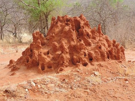 Ant Hill Art, Ant Species, Ant Hill, 3d Art Projects, Natural Architecture, Tantra Art, China Architecture, Bio Art, Mythological Creatures