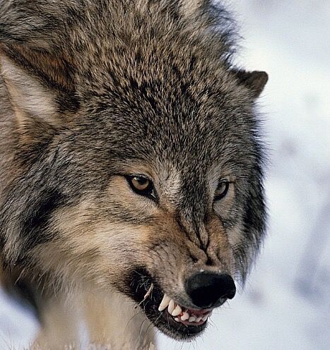 Wolf Angry, Wolf Growling, Snarling Wolf, Regard Animal, Angry Wolf, Wolf Husky, Wolf Hybrid, Wolf Images, Wolf Photography