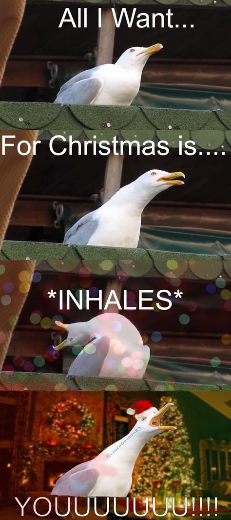 Jing Y Jang, Christmas Memes, All I Want For Christmas, Funny Animal Jokes, Memes Humor, Very Funny Pictures, Funny Animal Memes, Real Funny Jokes, Some Funny Jokes