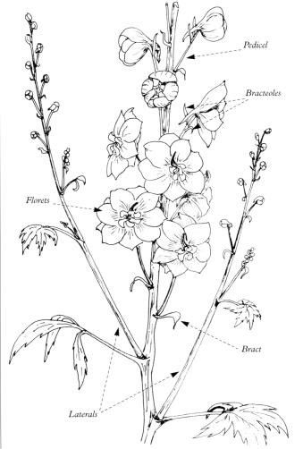 Delphinium Flower Drawing, Larkspur Flower Drawing, Delphinium Tattoo, Delphinium Flower, Flower Anatomy, Larkspur Flower, Delphinium Flowers, Flower Tattoo Drawings, Peruvian Lilies