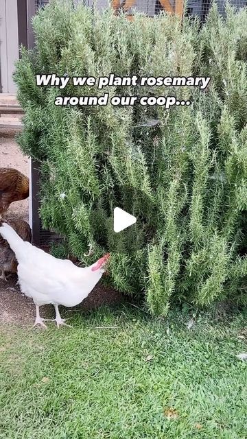 Plants For Chickens, Lavender Chicken, Chicken Poop, Backyard Chicken Farming, Chicken Keeping, Raising Backyard Chickens, Autumn Breeze, Chicken Garden, Chicken Coop Ideas