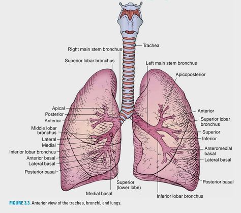 Taken from an anatomy source, a section of the lungs Lungs Diagram, Medical Essentials, Lungs Anatomy, Emt Study, Diy Weekly Planner, Human Skeletal System, Human Respiratory System, Biology Diagrams, Lung Anatomy