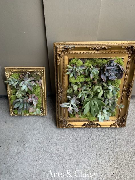 Living Frames Plants, Succulent Frame Diy, Living Picture Frame, Framed Moss Wall Art Diy, Plants In Picture Frames, Framed Succulent Wall Decor, Succulent Frame Wall Hangings, Plants In Frames, Moss Picture Frame Diy