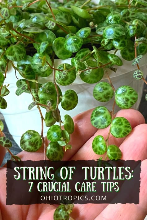 Jade Plant Propagation, Indoor Plants Ideas Decor, String Of Turtles, Jade Plant Care, Indoor Plant Ideas, Plant Benefits, Household Plants, Jade Plant, Plants For Home