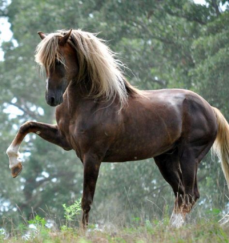 Spirited liver chestnut Morgan gelding with flaxen mane and tail - Missouri Morgans. (Photo by Vali Suddarth) Liver Chestnut, Beautiful Horse Pictures, Morgan Horse, Most Beautiful Horses, Majestic Horse, Horse World, Chestnut Horse, Brown Horse, Horse Drawings