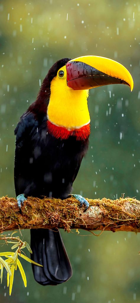 Toucan bird standing on a tree branch wallpaper Tree Branch Wallpaper, Bird People, Bird Stand, Bird Wallpaper, Super Cute Animals, Animal Totems, Bird Pictures, Exotic Birds, Reptiles And Amphibians