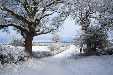 Winter Snow Reference, Winter Songs, Painting Snow, Christmas Tree Art, Winter Photos, Winter Scenery, Winter Beauty, Snow Scenes, Winter Pictures