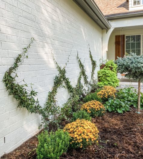 We spent one afternoon and $75 to create a DIY invisible wire trellis on a brick wall in our front garden...and I love how it turned out! Diy Trellis Wall, Brick Wall Gardens, Trellis Wall, Wire Trellis, Wall Trellis, Cinder Block Walls, Metal Trellis, Growing Vines, Diy Trellis