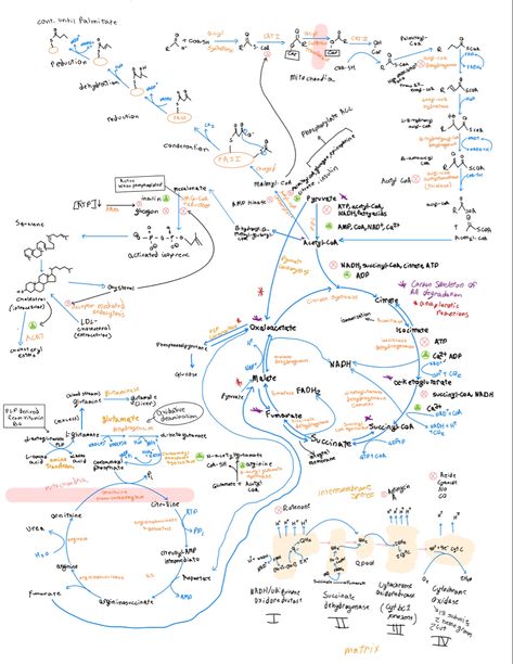 Biochemistry Aesthetic Notes, Exercise Physiology Aesthetic, Biochem Aesthetic, Biochemistry Poster, Premed Notes, Notes Aesthetic Goodnotes, Metabolism Notes, Metabolism Biochemistry, Pre Med Aesthetic