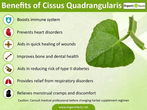 Health benefits of Cissus quadrangularis include its ability to reduce inflammation, boost bone strength, improve respiratory conditions & the immune system, & sooth pain. Cissus Quadrangularis, Bone Strength, Boost Immune System, The Immune System, Menstrual Cramps, Herbal Supplements, Vitamins & Supplements, Dental Health, Respiratory