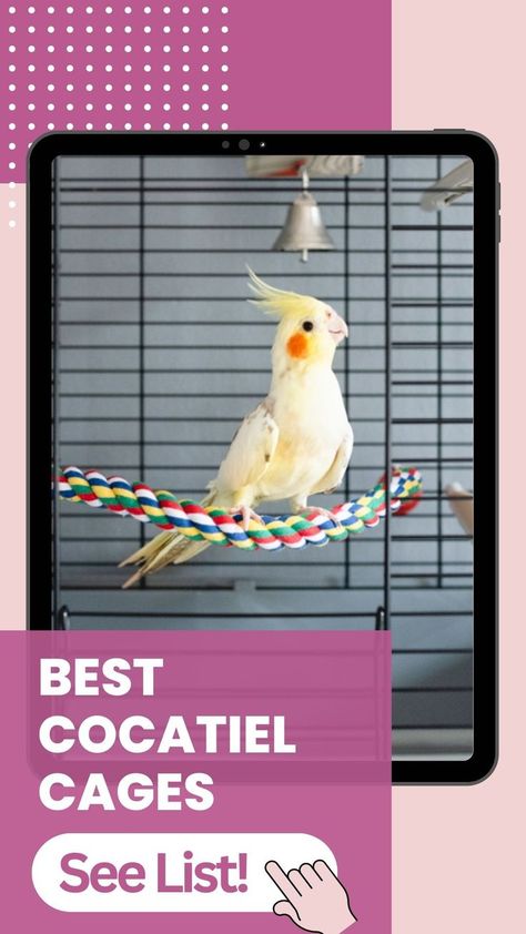 Best 5 Cockatiel Cages! Big Bird Cage Ideas, Cockatiel Cage Ideas, Cockatiel Cage Setup Ideas, Bird Cage Ideas Indoor, Cockatiel Cage Setup, Big Bird Cage, Cockatiel Care, Cockatiel Toys, Cockatiel Cage