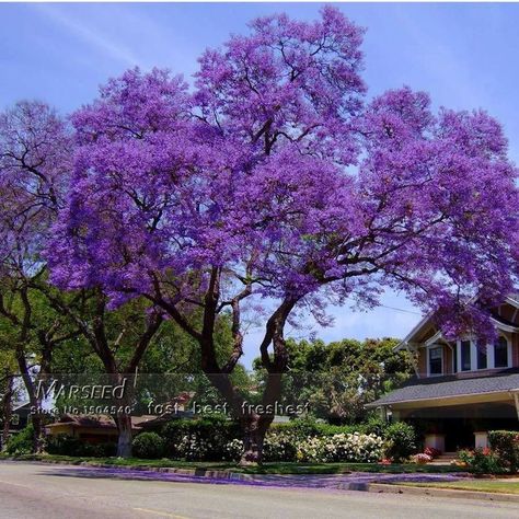 Paulownia Tree, Princess Tree, Empress Tree, Purple Flowering Tree, Jacaranda Tree, Cactus Planta, Dragon Tree, Faeries Gardens, Fast Growing Trees