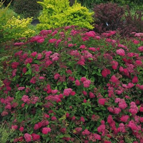 Spiraea Double Play Doozie 3_1080_1080_60 Outdoor Landscaping Ideas Front Yard, Garden List, Spring Landscaping, Plant Wishlist, Container Ideas, Short Plants, Purple Plants, Perennial Shrubs, Colorful Plants