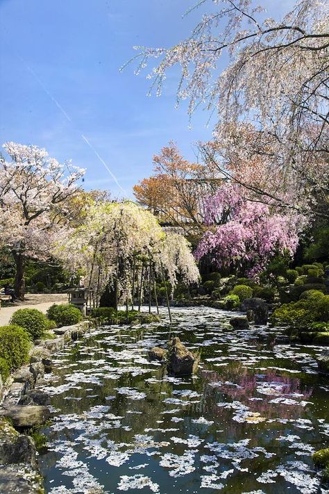 Yoshino Japan, Traditional Garden, Temple, Japan, Hotel, Travel, Quick Saves