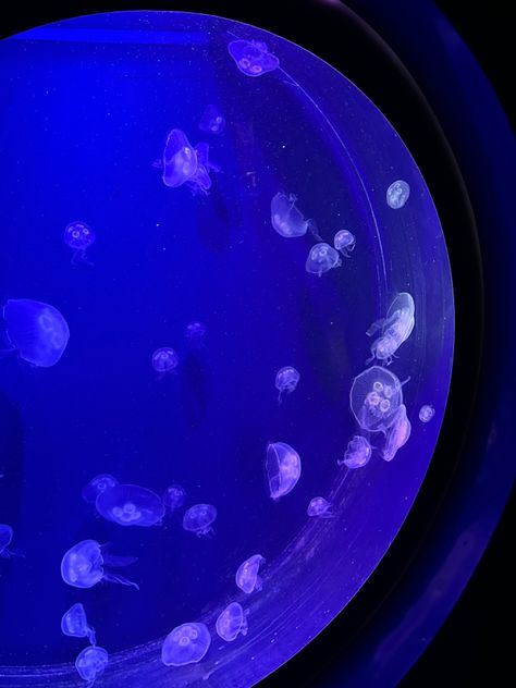 Aquarium Jellyfish, Pet Jellyfish, Jellyfish Tank, Jellyfish Aquarium, Jelly Fish, Monty Python, Happy Things, Art References, Aquariums