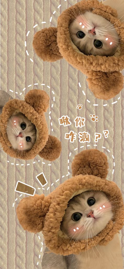 Iphone Wallpaper Chinese, Boneka Aesthetic, Meo Cute, Cat Iphone Wallpaper, Chinese Cat, Minimalist Wallpaper Phone, Aesthetic Profile Picture Cartoon Soft, Whatsapp Theme, Iphone Wallpaper Cat