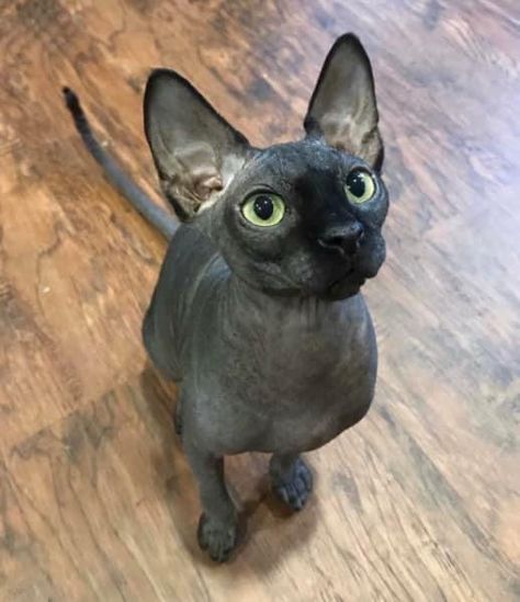 Cute Hairless Cat, Kitten Heels Outfit, Purebred Cats, Hairless Cats, Sphynx Cats, Sphinx Cat, Dream's Cat, Cat Breed, Hairless Cat