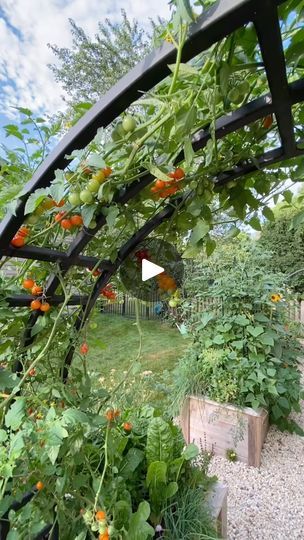 67K views · 409 reactions | Comment RULES to get the Gardenary Planting Method Guide for FREE 🙌🏼

I started growing tomatoes like this way back in 2016 with my first clients. 

Once I realized the nature of vining tomatoes, I realized how magical it is to grow them on an arch-they literally never stop growing and by mid summer you’re standing under a canopy of tomatoes 🍅🍅🍅

This week I’m excited to share the Gardenary Planting Method Guide which explains the way I plant all the things-not just tomatoes-so you can make the most of every square inch in the garden. 

You can get it for free today-just comment RULES and I’ll send it to you. 

Sooo who’s growing tomatoes on an arch trellis with me this season!? 

And also-if you want to shop our arches just comment TRELLIS and I’ll send yo Trellis Gardening, Never Stop Growing, Garden Arch Trellis, Tomato Trellis, Tomato Vine, Arch Trellis, Grow Tomatoes, Garden Calendar, Tomato Cages