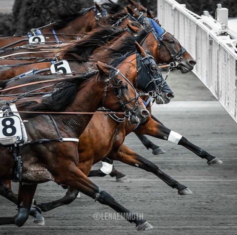 Harness Racing Horses, Standardbred Racing, Trotting Horse, Standardbred Horse, Horse Riding Quotes, Race Photography, Verse Bible, Bible Commentary, Harness Racing