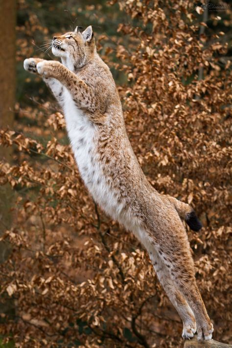 Lynx Jumping, Dead Fish, Anatomy Poses, Cat Pose, Pretty Animals, Lynx, Animal Projects, Pics Art, Big Cats