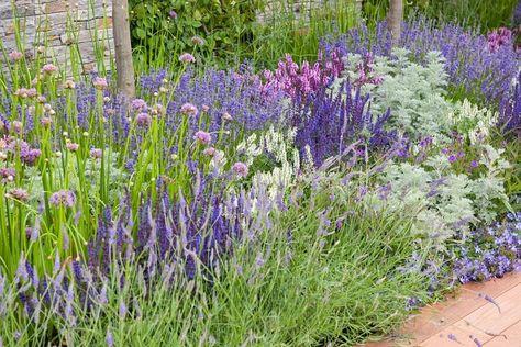 An Eye-Catching Border with Allium, Salvia and Lavender Salvia Garden, Lavender Garden, Purple Garden, Front Landscaping, Border Plants, Lavender Plant, Mediterranean Garden, Garden Borders, White Gardens