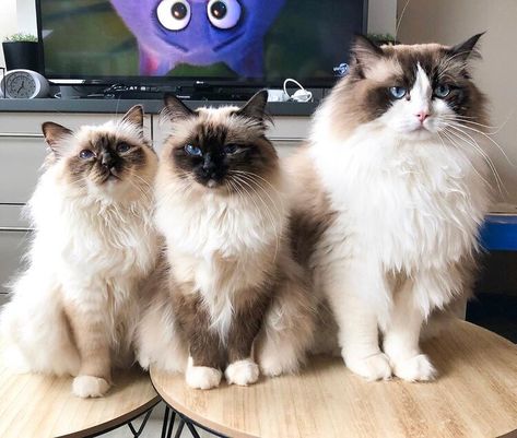 Birman Cat Colors, Cat Feeding Schedule, Birman Kittens, Cat Types, Ragamuffin Cat, Cat Behavior Problems, Cats Ragdoll, Ragdoll Cat Breed, Photography Cat