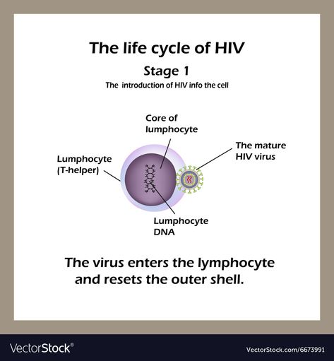 Aids Day, World Aids Day, Anatomy Reference, Life Cycle, Life Cycles, Business Names, Work On Yourself, Anatomy, Vector Free