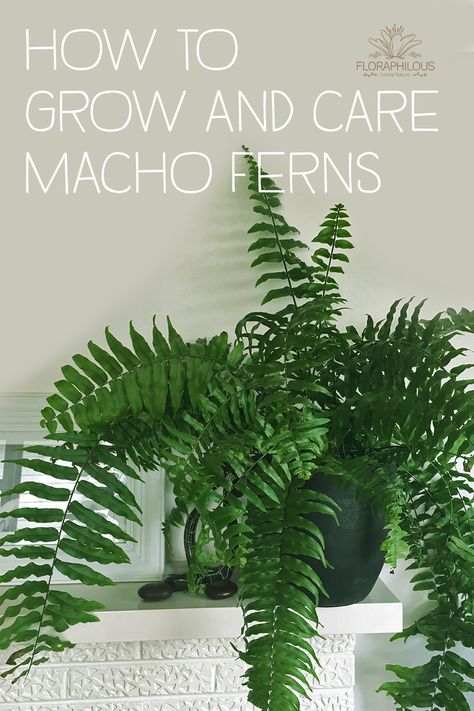 Macho Fern Front Porches, Macho Fern Container, Macho Fern Care, Front Balcony Ideas, Boston Fern Care, Indoor Fern Plants, Macho Fern, Diy Fertilizer, Indoor Ferns