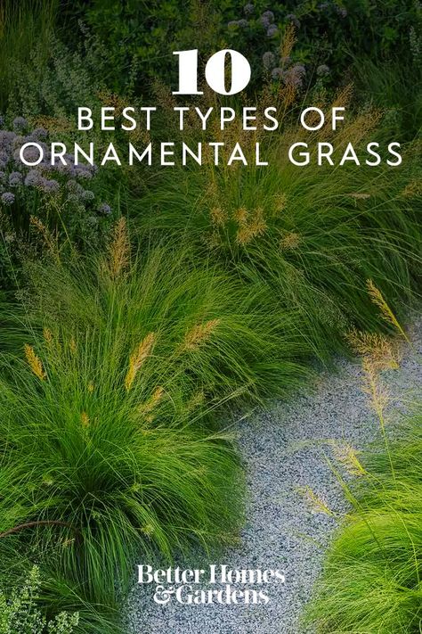 Ornamental Grass Border Ideas, Deer Grass Plant, Prairie Dropseed Garden, Deer Grass Landscaping, Perennial Grasses Zone 5, Deer Resistant Ornamental Grasses, Native Grasses Landscaping, Ornamental Grasses Full Sun, Perrenial Grasses