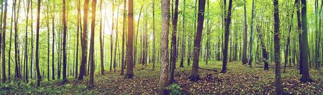 Forest. Panorama of a green summer forest #Sponsored , #paid, #Paid, #Panorama, #summer, #green, #Forest Wall Mural Forest, Forest Panorama, Panorama Landscape, Summer Forest, Large Wall Murals, Wooden Facade, Tree Mural, Forest Wall Mural, Stick Photo