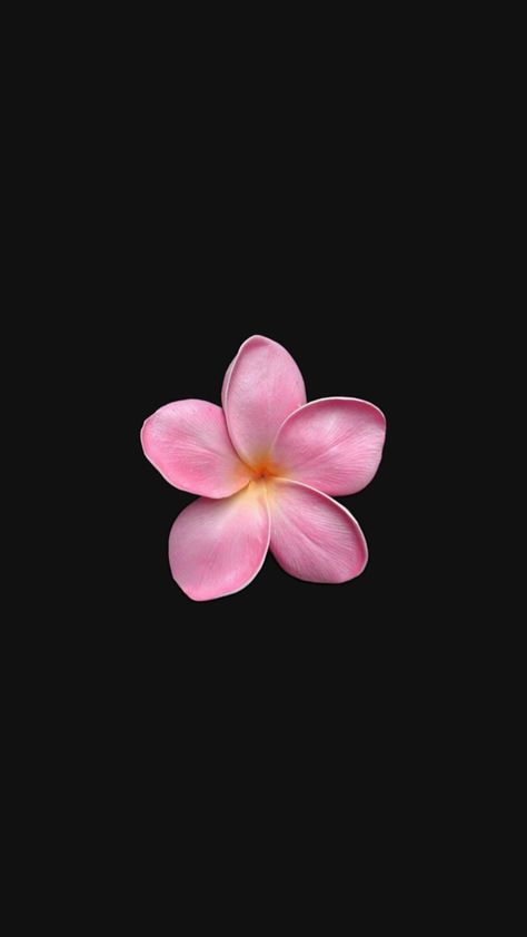 Pink cute flower wallpaper summer seasonal Pink Cute Flower, Cute Flower Wallpaper, Pink Girly Quotes, Flower Lockscreen, Really Cool Wallpapers, Pink Macbook, Flowers Black Background, Pink Flowers Background, Flower Background Iphone