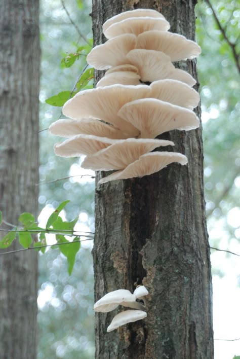 White oyster mushrooms growing on the side of a tree. Mushroom On Trees, Mushroom Growing On Tree, Mushrooms Growing On Trees, Mushrooms On Trees, Mushroom On Tree, Tree With Mushrooms, White Oyster Mushroom, Shelf Mushrooms, Interesting Trees