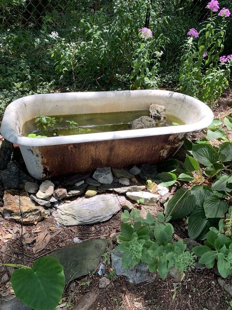 Bathtub Fish Pond, Pond Bathtub, Bathtub Pond, Bathtub Painting, Old Bathtub, Fish Pond Gardens, Outdoor Bathtub, Pond Filters, Water Features In The Garden