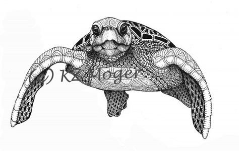 Seaturtle- matted print of original drawing Turtle Front View, Front View Drawing, Hawksbill Sea Turtle, Sea Turtle Drawing, View Drawing, Zen Tangles, Turtle Drawing, Cartoon Doodle, Drawing Animals