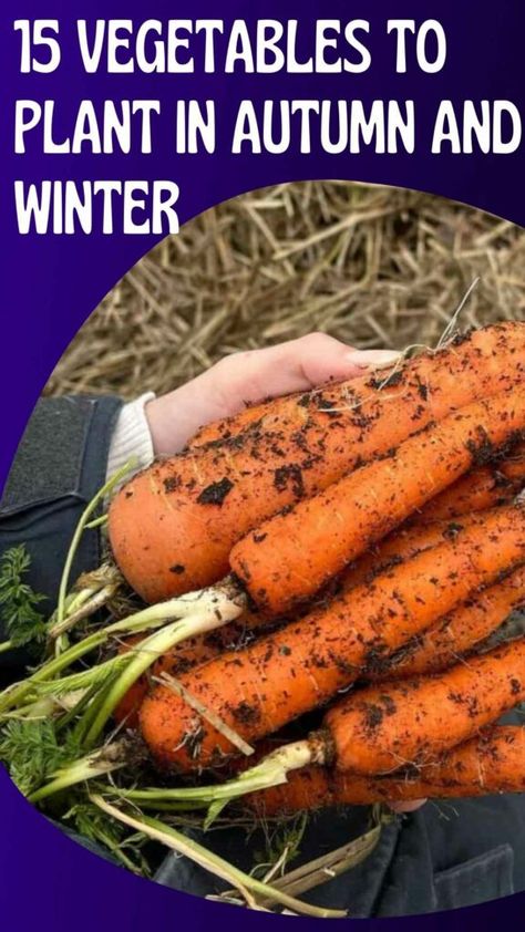 15 Vegetables to Plant in Autumn and Winter 19 Planting Winter Vegetables, Winter Vegetables Gardening Australia, Winter Allotment Uk, Autumn Planting Uk, Winter Crops To Plant, Fall Planting Vegetables, What To Plant In November, Garden Vegetable Patch, Earth Creature