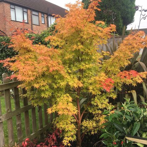 Acer Palmatum Sango-kaku Sango Kaku, Coral Bark Maple, Japanese Tree, Maple Trees, Japanese Maple Tree, Home Garden Plants, Acer Palmatum, Spring Bulbs, Japanese Maple