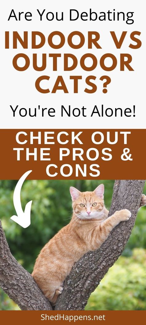 Indoor Outdoor Cat, How To Take Care Of A Cat, Taking Care Of A Cat, Reasons To Get A Cat, How To Purr Like A Cat, Tips For Cat Owners, Inside Cat, Cats Outside, Cat Shedding