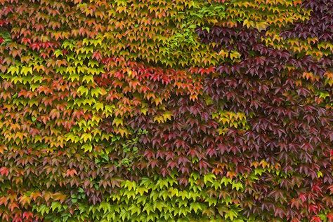 Boston Ivy Wall, Climbing Plants Fence, Parthenocissus Tricuspidata, Wall Climbing Plants, Boston Ivy, Climber Plants, Ivy Wall, Wall Climbing, Garden Vines