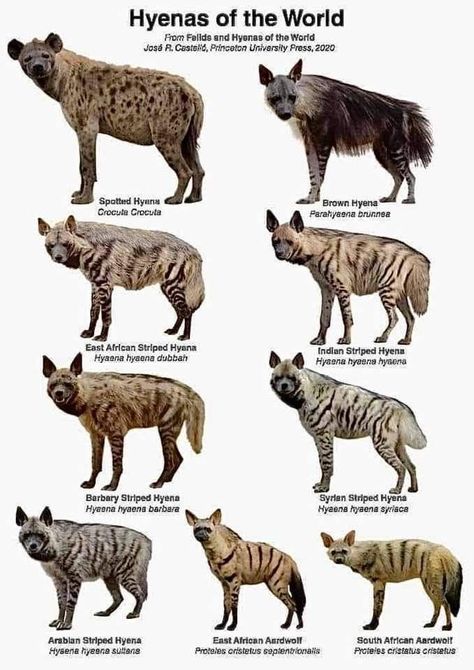 Types Of Praying Mantis, Cute Hyena, Animal Infographic, Animal Tracks, Animal Study, Majestic Animals, Animal Species, Laugh Out Loud, Animal Facts