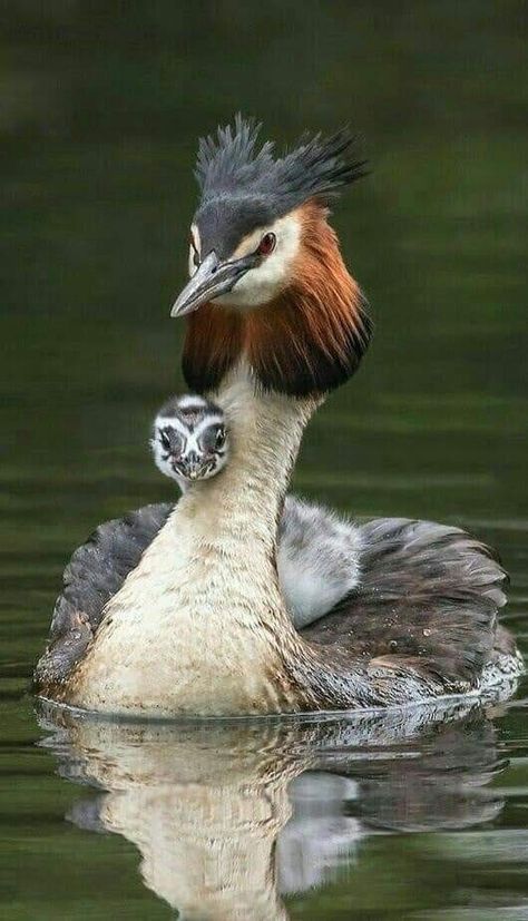 ~Grey Crested Grebe~ Mom Animals, Regnul Animal, Amazing Birds, Exotic Bird, Graffiti Wallpaper, Nature Birds, Gods Creation, Exotic Birds, Pretty Birds