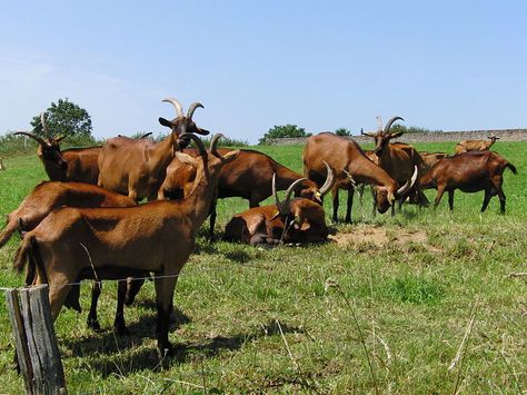 Alpine goats with the Chamoisée color grazing in France | Troupeau de chèvres Alpines, Suin, Saône-et-Loire, France by Eponimm (CC-BY-SA-3.0)| A medium to large sized breed of domestic goat known for its very good milking ability. They have horns, a straight profile and erect ears. The breed originated in the French Alps. Mature does weigh around 61 kg (135 lbs), and are about 76 cm (30 in) tall at the shoulder. Alpine goats can range from white or gray to brown and black. Toggenburg Goat, Backyard Goats, Nigerian Goats, Alpine Goats, Goat Care, Goat Yoga, 135 Lbs, Dairy Goats, Mountain Goat