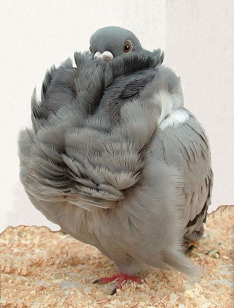 Cute Pigeon, Pigeon Pictures, Pigeon Breeds, Funny Birds, Pretty Animals, Silly Animals, Pretty Birds, Cute Birds, Cute Little Animals