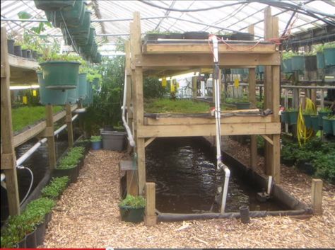 Aquaponics Eco Construction, Aquaponics Greenhouse, Backyard Aquaponics, Heating A Greenhouse, Aquaponics Fish, Aquaponics Diy, Aquaponic Gardening, Greenhouse Plans, Aquaponics System