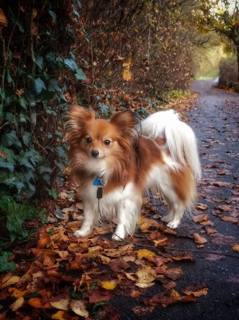 Pappion Dog, Canine Reference, Papillon Dogs, Papillon Puppy, True Autumn, Papillon Dog, Cute Little Animals, Dog Photos, Beautiful Dogs